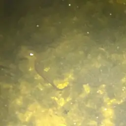 Zebra Spiny Eel, photo 3