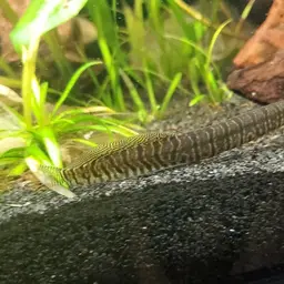 Zebra Spiny Eel, photo 4