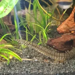 Zebra Spiny Eel, photo 5