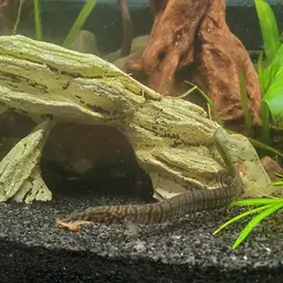 Zebra Spiny Eel, photo 6