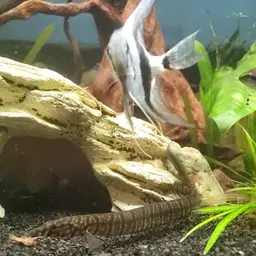Zebra Spiny Eel, photo 7