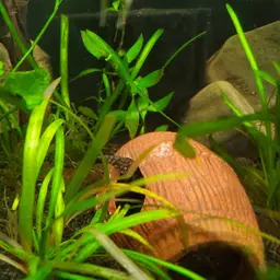 Zebra Spiny Eel, photo 8