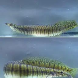 Zebra Spiny Eel, photo 9