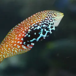 Vermiculate Wrasse, photo 1