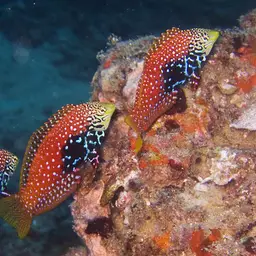 Vermiculate Wrasse, photo 2