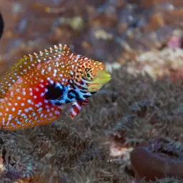 Vermiculate Wrasse, photo 3