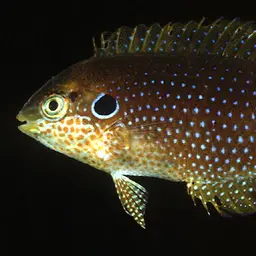 Kuiter's Wrasse