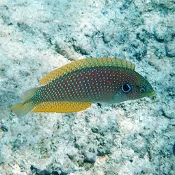 Kuiter's Wrasse, photo 2
