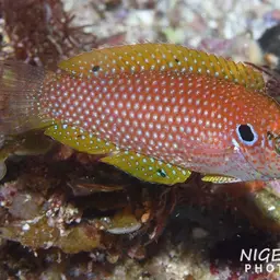 Kuiter's Wrasse, photo 3