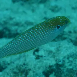 Kuiter's Wrasse, photo 4
