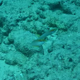 Kuiter's Wrasse, photo 5