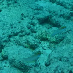 Kuiter's Wrasse, photo 6