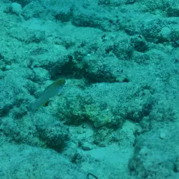 Kuiter's Wrasse, photo 7
