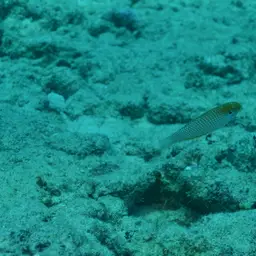 Kuiter's Wrasse, photo 8
