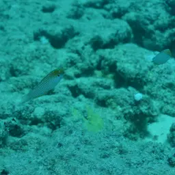 Kuiter's Wrasse, photo 9
