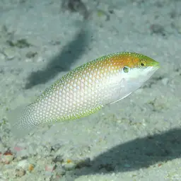Kuiter's Wrasse, photo 10