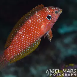Kuiter's Wrasse, photo 11