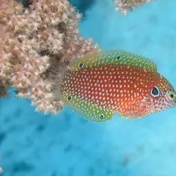 Kuiter's Wrasse, photo 12