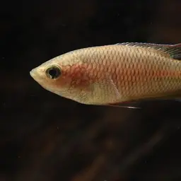 Red-backed Paradisefish, photo 2