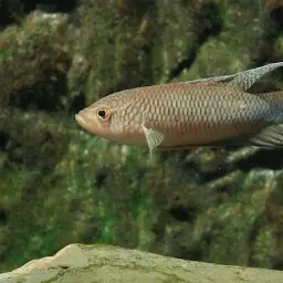 Red-backed Paradisefish, photo 3