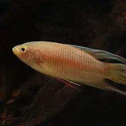 Red-backed Paradisefish, photo 5