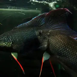Red-backed Paradisefish, photo 6