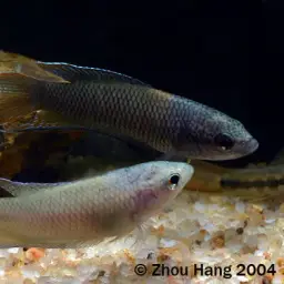Red-backed Paradisefish, photo 8