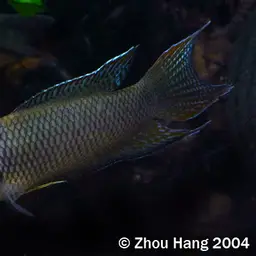 Red-backed Paradisefish, photo 9