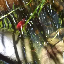 Red-backed Paradisefish, photo 10