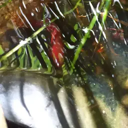 Red-backed Paradisefish, photo 11