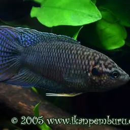 Hong Kong Labyrinthfish, photo 1