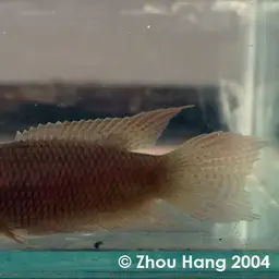 Hong Kong Labyrinthfish, photo 2