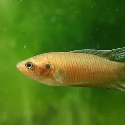 Hong Kong Labyrinthfish, photo 3