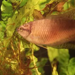 Hong Kong Labyrinthfish, photo 4