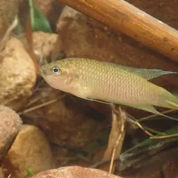 Hong Kong Labyrinthfish, photo 5