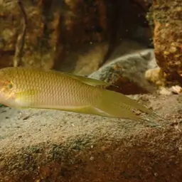 Hong Kong Labyrinthfish, photo 6