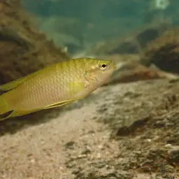 Hong Kong Labyrinthfish, photo 7