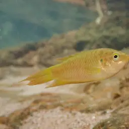 Hong Kong Labyrinthfish, photo 8