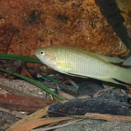 Hong Kong Labyrinthfish, photo 9