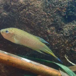 Hong Kong Labyrinthfish, photo 10