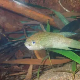 Hong Kong Labyrinthfish, photo 11