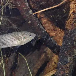 Hong Kong Labyrinthfish, photo 12