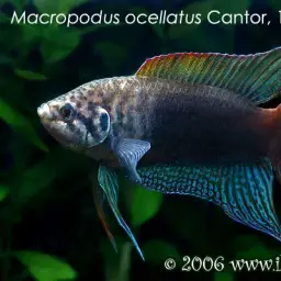 Round-tailed Paradise Fish, photo 2