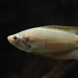 Round-tailed Paradise Fish