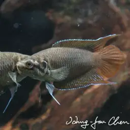 Round-tailed Paradise Fish, photo 3