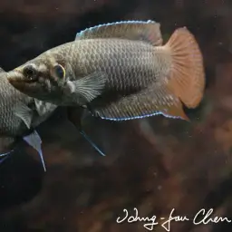 Round-tailed Paradise Fish, photo 4