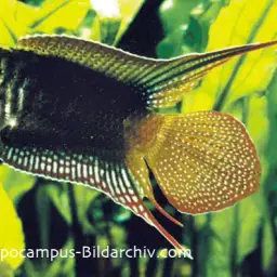 Round-tailed Paradise Fish, photo 5