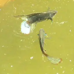 Round-tailed Paradise Fish, photo 6