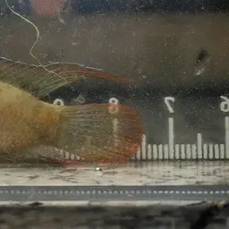Round-tailed Paradise Fish, photo 7