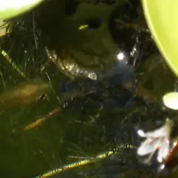 Round-tailed Paradise Fish, photo 8